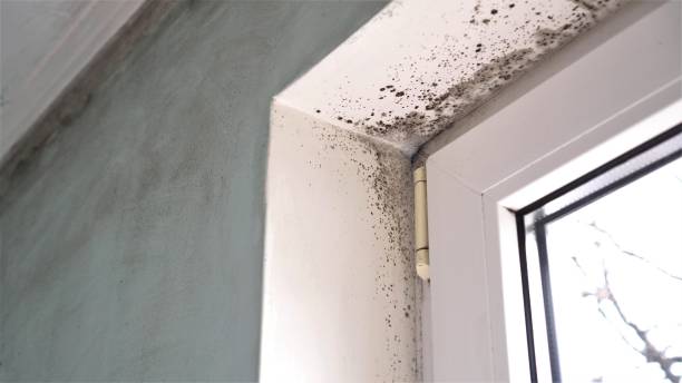 Best Localized Mold Remediation (e.g., coastal areas, humid climates) in Fisher, IL