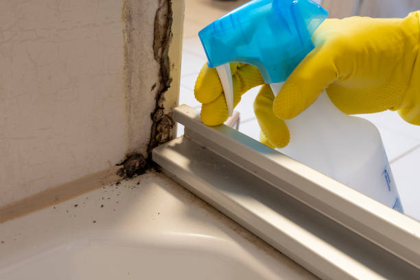 Best Health and Safety Mold Remediation in Fisher, IL