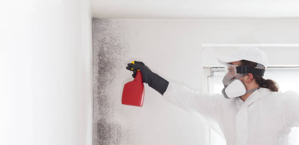 Best Emergency Mold Remediation in Fisher, IL