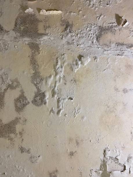 Best Industrial Mold Remediation in Fisher, IL