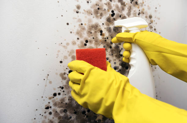 Best Crawl Space Mold Remediation in Fisher, IL