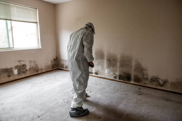 Best Attic Mold Remediation in Fisher, IL