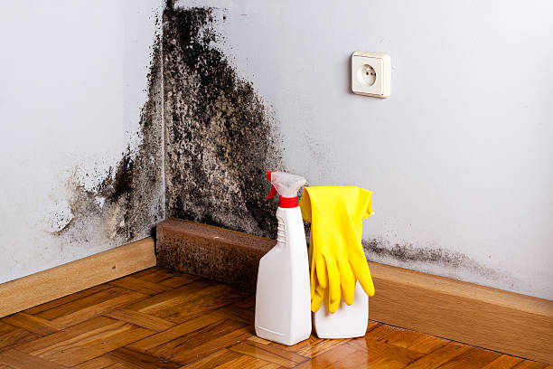 Best Black Mold Remediation in Fisher, IL