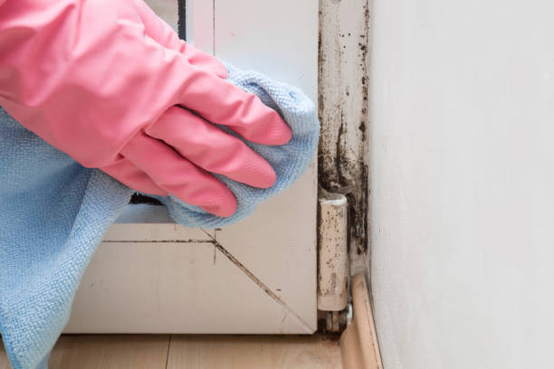 Best Crawl Space Mold Remediation in Fisher, IL