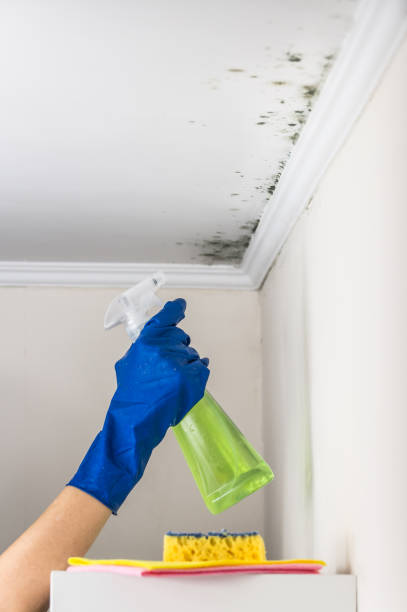Best Commercial Mold Remediation in Fisher, IL